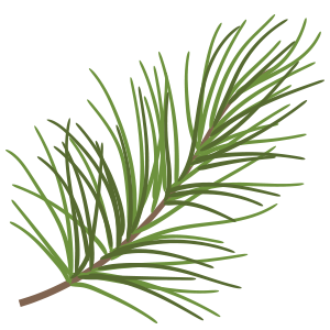 pine