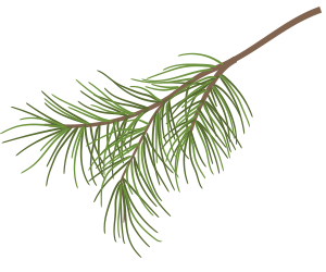 pine